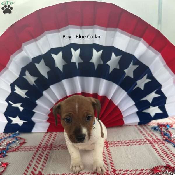 Blue, Jack Russell Terrier Puppy